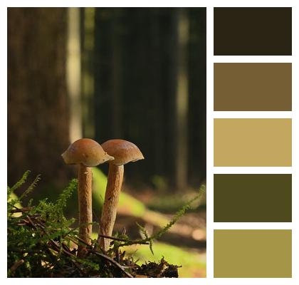Small Mushrooms Mushrooms Forest Floor Image